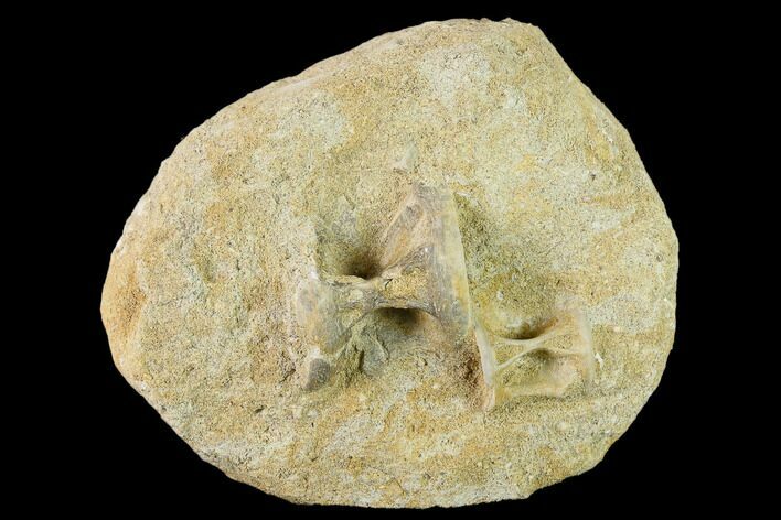 Cretaceous Fossil Fish Vertebra (Enchodus?) - Morocco #133854